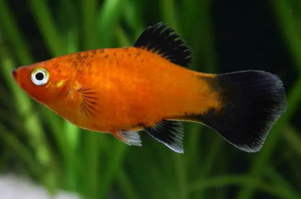 觀賞魚爛尾爛鰭_觀賞魚爛尾爛鰭爛鱗會再生_觀賞魚爛魚鰭