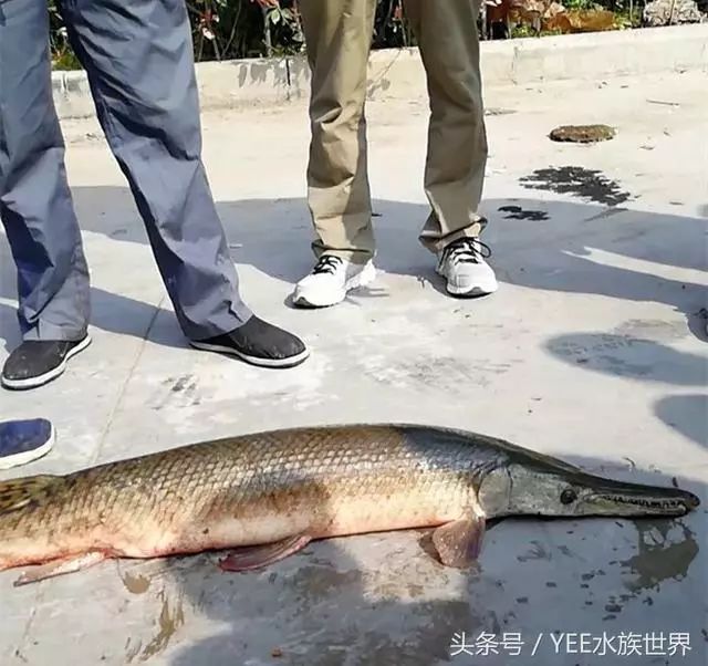 放生觀賞魚_放生觀賞魚好嗎_放生魚奇觀