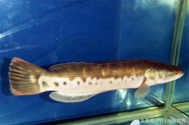 放生觀賞魚好嗎_放生觀賞魚_放生魚奇觀