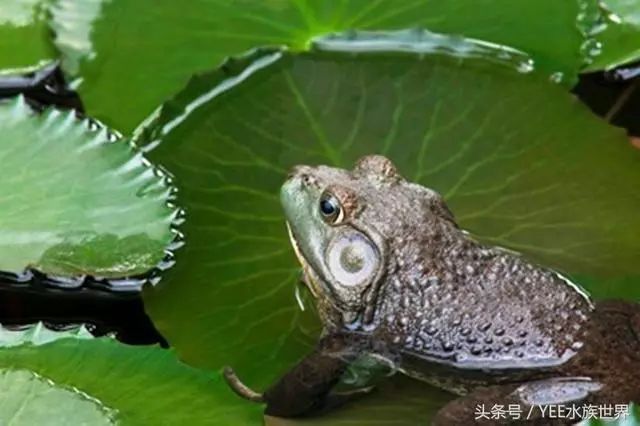 放生觀賞魚_放生魚奇觀_放生觀賞魚好嗎