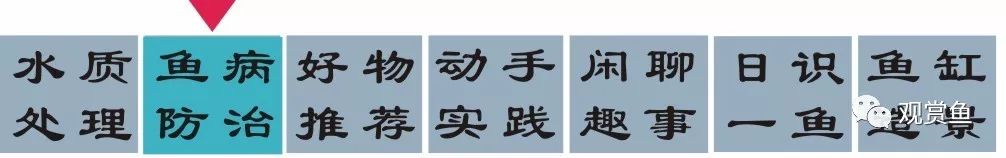 觀賞魚小魚_小觀賞魚喂什么_觀賞魚小型魚
