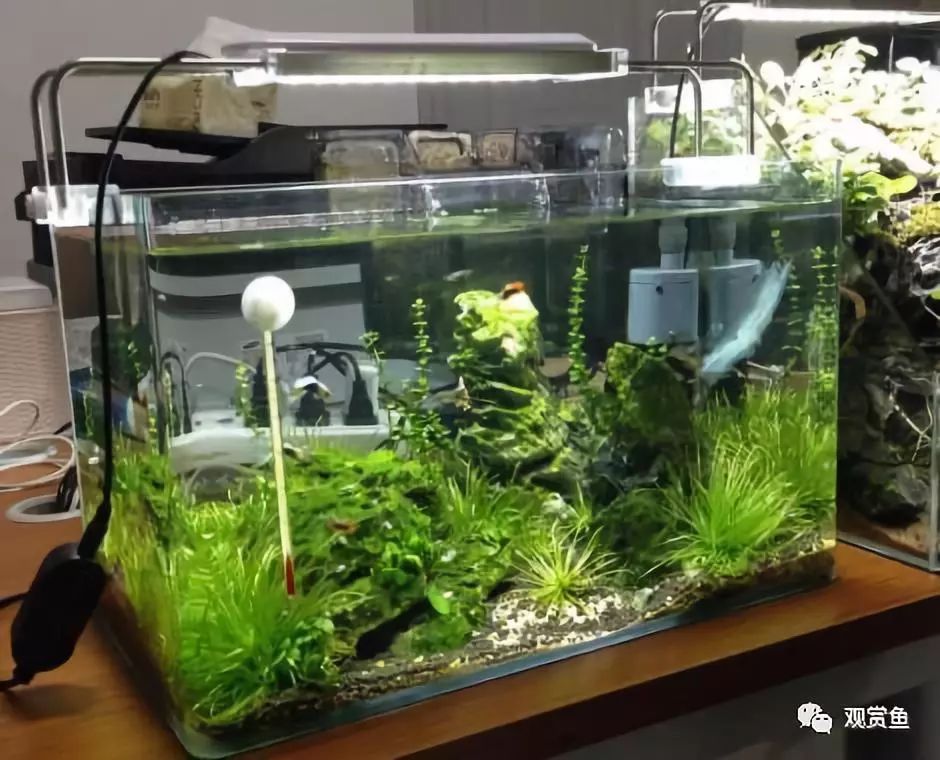 觀賞魚小魚_觀賞魚小型魚_小觀賞魚喂什么