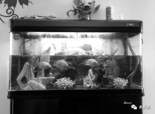 兇狠觀賞魚_觀賞魚兇猛程度排名_觀賞魚最兇猛的魚
