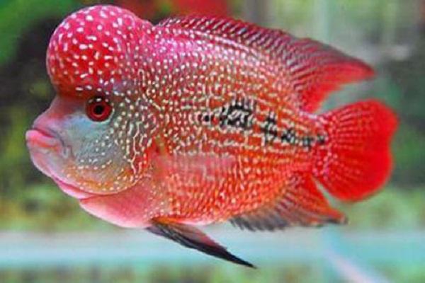 成群游動的小觀賞魚_觀賞魚成群的魚什么好看_成群的觀賞魚