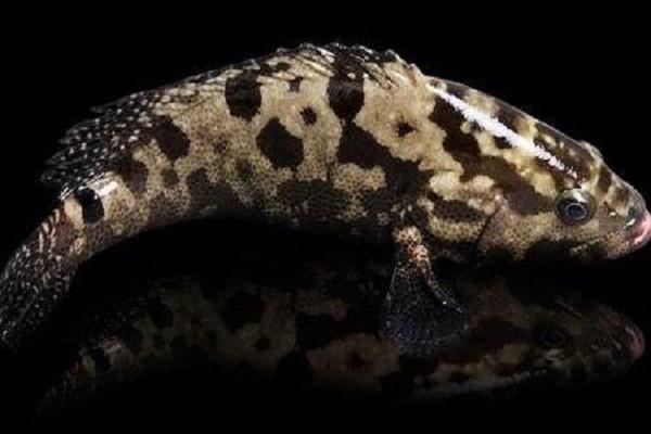 成群的觀賞魚_成群游動的小觀賞魚_觀賞魚成群的魚什么好看