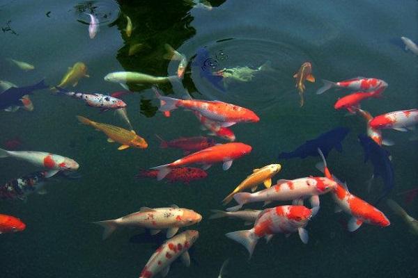 成群的觀賞魚_成群游動的小觀賞魚_觀賞魚成群的魚什么好看