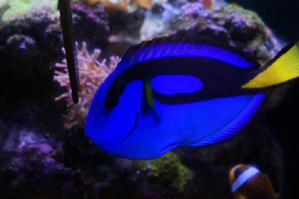觀賞魚成群的魚什么好看_成群游動的小觀賞魚_成群的觀賞魚