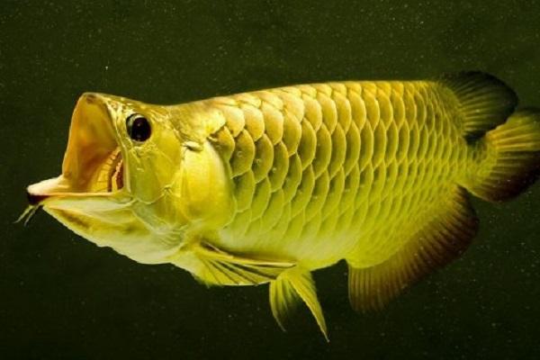 觀賞魚成群的魚什么好看_成群游動的小觀賞魚_成群的觀賞魚