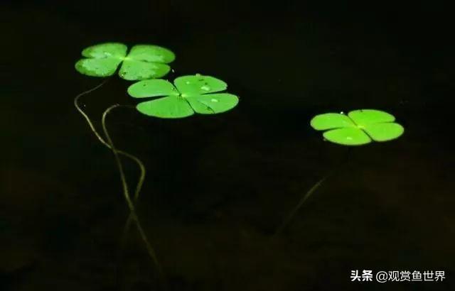 魚缸里繁殖的魚_魚缸里能繁殖的觀賞魚有哪些_魚缸里魚能產子嗎