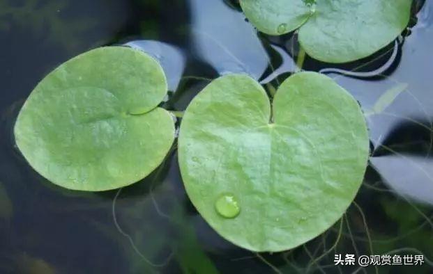 魚缸里能繁殖的觀賞魚有哪些_魚缸里繁殖的魚_魚缸里魚能產子嗎