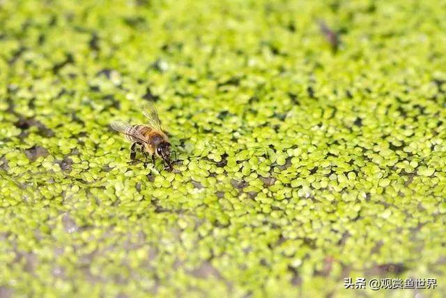 魚缸里魚能產子嗎_魚缸里能繁殖的觀賞魚有哪些_魚缸里繁殖的魚