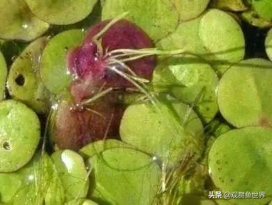 魚缸里繁殖的魚_魚缸里魚能產子嗎_魚缸里能繁殖的觀賞魚有哪些