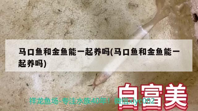 觀賞魚紅鯉魚可以吃嗎_紅鯉魚會吃米飯嗎_紅鯉魚會吃金魚嗎