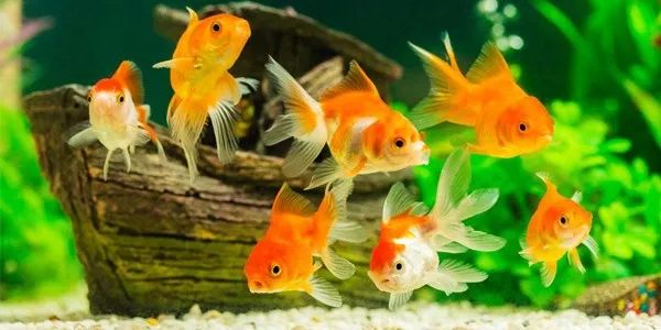 體型特別小的觀賞魚_體型小的觀賞魚_體型觀賞魚小魚怎么養(yǎng)