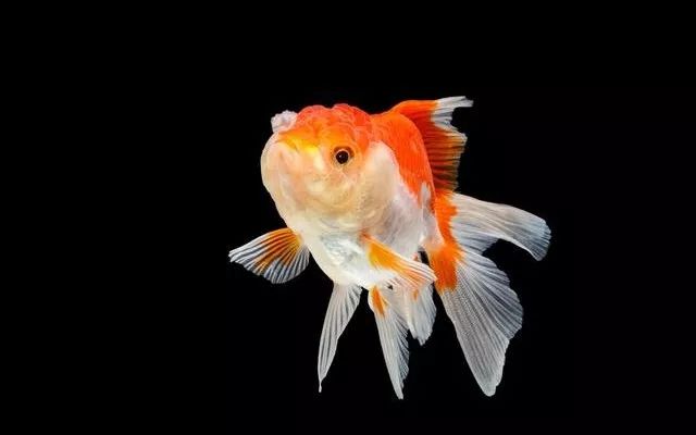 體型小的觀賞魚_體型特別小的觀賞魚_體型觀賞魚小魚怎么養(yǎng)
