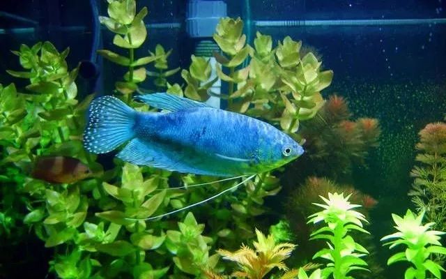 體型觀賞魚小魚怎么養(yǎng)_體型特別小的觀賞魚_體型小的觀賞魚