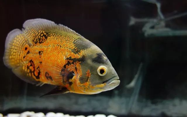 體型特別小的觀賞魚_體型小的觀賞魚_體型觀賞魚小魚怎么養(yǎng)