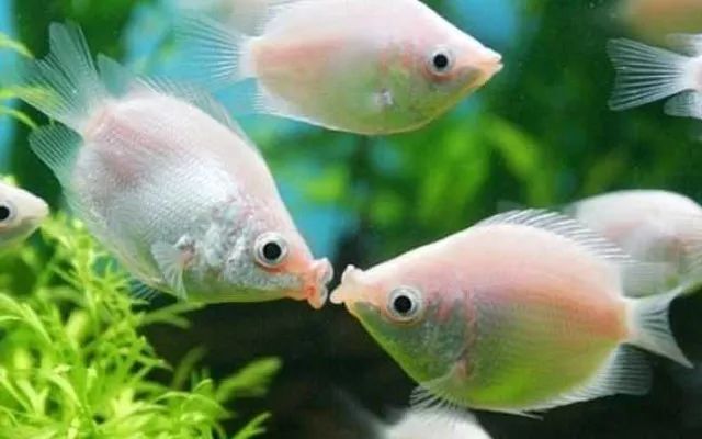 體型小的觀賞魚_體型特別小的觀賞魚_體型觀賞魚小魚怎么養(yǎng)