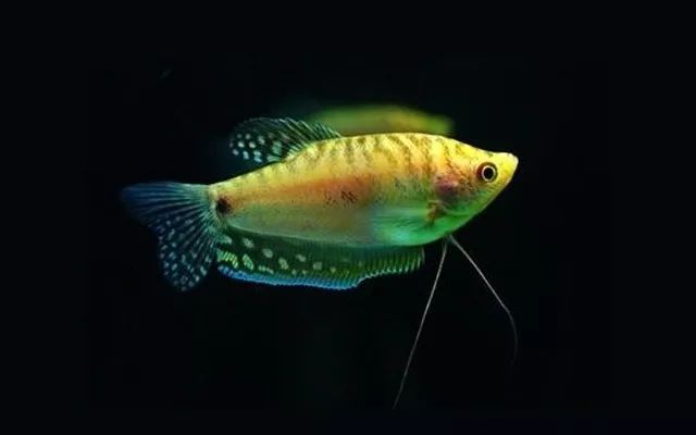 體型小的觀賞魚_體型特別小的觀賞魚_體型觀賞魚小魚怎么養(yǎng)