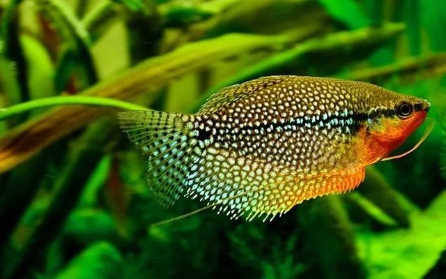 體型觀賞魚小魚怎么養(yǎng)_體型小的觀賞魚_體型特別小的觀賞魚