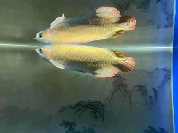 觀賞類植物有哪些_觀賞魚魚類_觀賞類動物有哪些