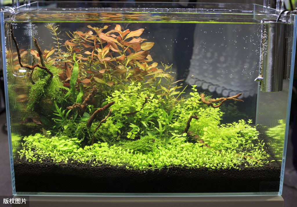 觀賞魚時(shí)間長了變白怎么回事_觀賞魚時(shí)間圖片_時(shí)間觀賞魚