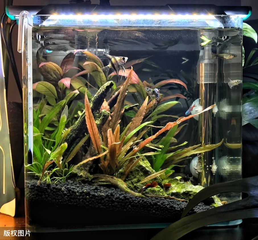 觀賞魚時(shí)間圖片_觀賞魚時(shí)間長了變白怎么回事_時(shí)間觀賞魚