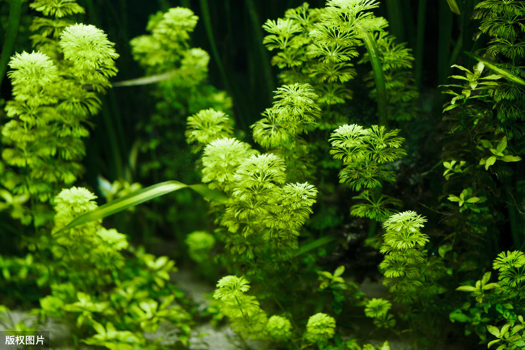 時(shí)間觀賞魚_觀賞魚時(shí)間長了變白怎么回事_觀賞魚時(shí)間圖片