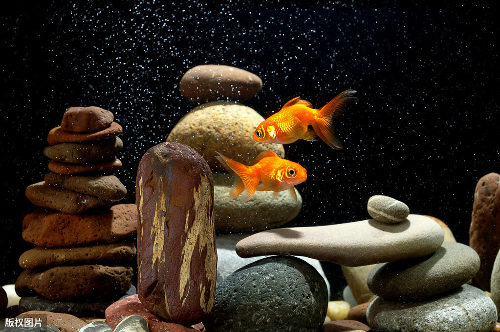 觀賞魚時(shí)間長了變白怎么回事_觀賞魚時(shí)間圖片_時(shí)間觀賞魚
