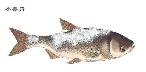 觀賞魚水霉菌治療_觀賞魚水霉菌用什么藥最好_觀賞魚水霉病用什么藥