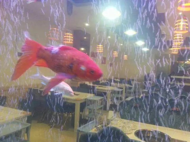 觀賞魚水霉病用什么藥_觀賞魚水霉菌治療_觀賞魚水霉菌用什么藥最好