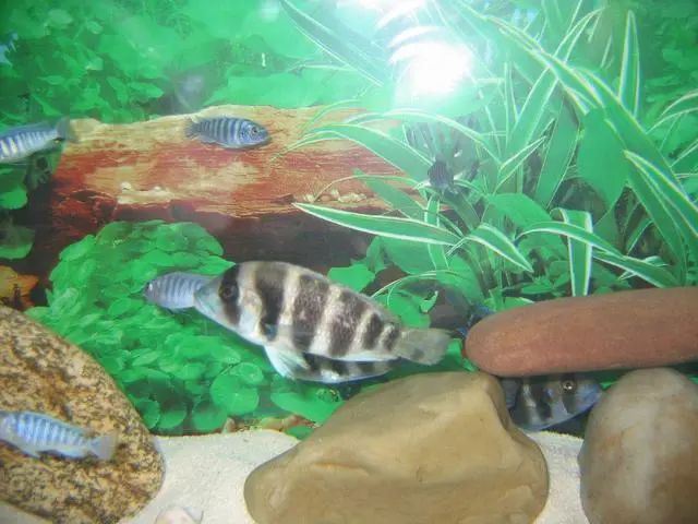 觀賞魚水霉病用什么藥_觀賞魚水霉菌用什么藥最好_觀賞魚水霉菌治療