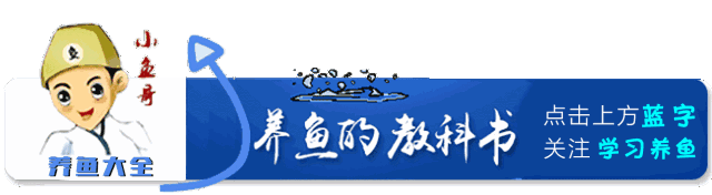 如何養小觀賞魚_養觀賞魚魚_觀賞魚小型好養