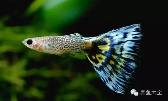 如何養小觀賞魚_養觀賞魚魚_觀賞魚小型好養
