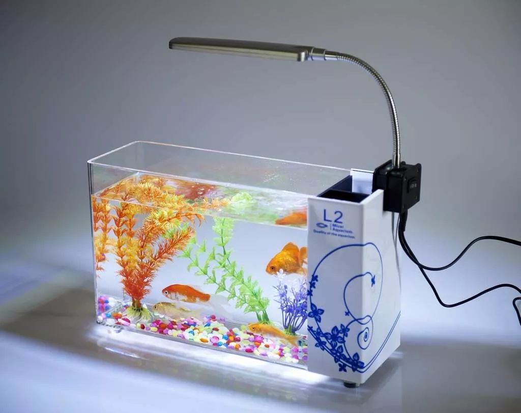 如何養小觀賞魚_觀賞魚小型好養_養觀賞魚魚