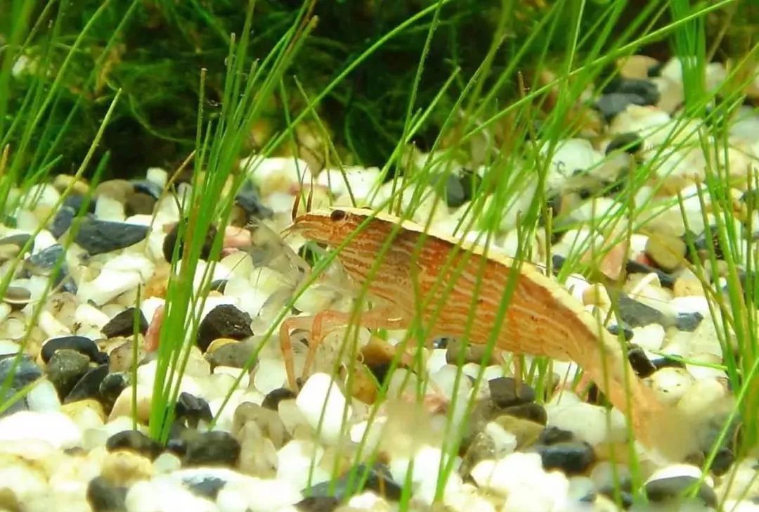 觀賞魚殺菌鹽有什么作用_殺菌觀賞鹽魚作用有什么_觀賞魚殺菌鹽的價格是多少